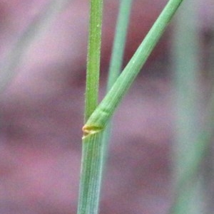 Poa sieberiana at O'Connor, ACT - 25 Oct 2020