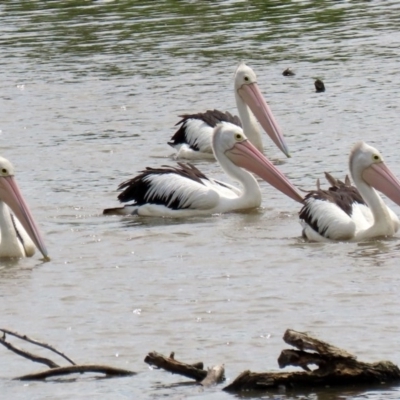 Pelecanus conspicillatus (Australian Pelican) at Fyshwick, ACT - 23 Oct 2020 by RodDeb