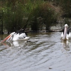 Pelecanus conspicillatus at Fyshwick, ACT - 23 Oct 2020