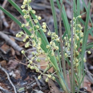 Lomandra filiformis subsp. coriacea at O'Connor, ACT - 25 Oct 2020