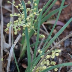 Lomandra filiformis subsp. coriacea at O'Connor, ACT - 25 Oct 2020 03:01 PM