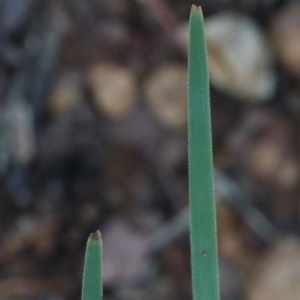 Lomandra filiformis subsp. coriacea at O'Connor, ACT - 25 Oct 2020 03:01 PM