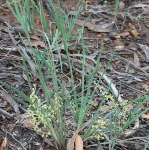 Lomandra filiformis subsp. coriacea at O'Connor, ACT - 25 Oct 2020 03:01 PM