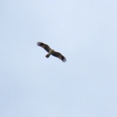 Haliastur sphenurus (Whistling Kite) at Fyshwick, ACT - 23 Oct 2020 by RodDeb