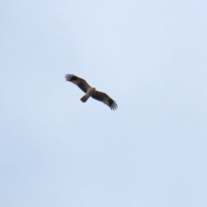 Haliastur sphenurus at Fyshwick, ACT - 23 Oct 2020