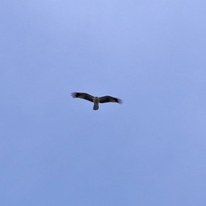 Haliastur sphenurus at Fyshwick, ACT - 23 Oct 2020