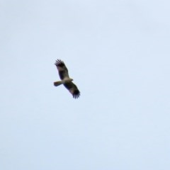 Haliastur sphenurus at Fyshwick, ACT - 23 Oct 2020