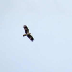 Haliastur sphenurus at Fyshwick, ACT - 23 Oct 2020