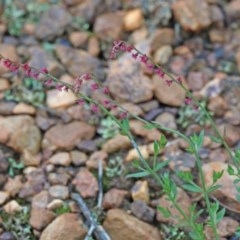 Gonocarpus tetragynus (Common Raspwort) at O'Connor, ACT - 25 Oct 2020 by ConBoekel