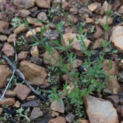 Gonocarpus tetragynus at O'Connor, ACT - 25 Oct 2020