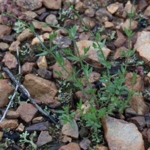 Gonocarpus tetragynus at O'Connor, ACT - 25 Oct 2020