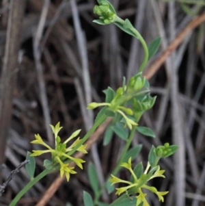 Pimelea curviflora at O'Connor, ACT - 25 Oct 2020 02:34 PM