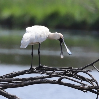 Platalea regia (Royal Spoonbill) at Fyshwick, ACT - 23 Oct 2020 by RodDeb