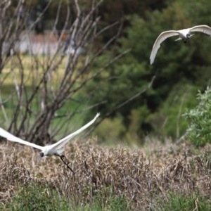 Platalea regia at Fyshwick, ACT - 23 Oct 2020 01:18 PM