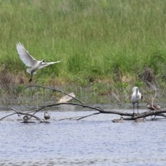 Platalea regia at Fyshwick, ACT - 23 Oct 2020 01:18 PM