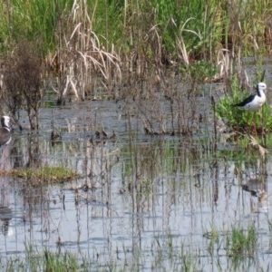 Himantopus leucocephalus at Fyshwick, ACT - 23 Oct 2020