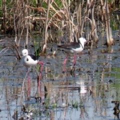 Himantopus leucocephalus at Fyshwick, ACT - 23 Oct 2020