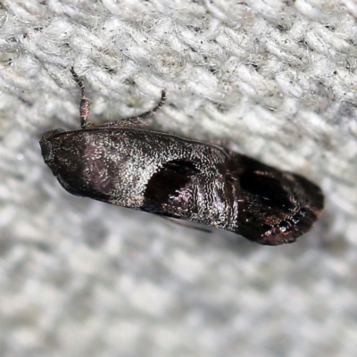 Eupselia beatella (Hypertrophidae) at O'Connor, ACT - 12 Oct 2020 by ibaird