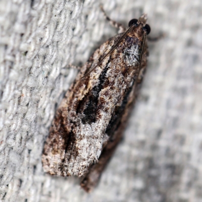 Thrincophora lignigerana (A Tortricid moth) at O'Connor, ACT - 12 Oct 2020 by ibaird