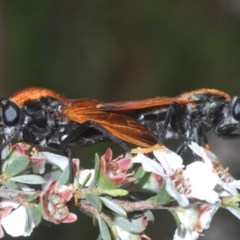 Pelecorhynchus fulvus (Orange cap-nosed fly) at O'Connor, ACT - 21 Oct 2020 by Harrisi