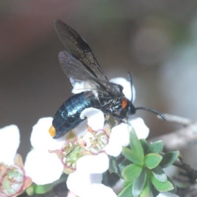 Pergidae sp. (family) (Unidentified Sawfly) at Holt, ACT - 21 Oct 2020 by Harrisi