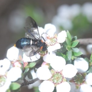 Pergidae sp. (family) at Holt, ACT - 21 Oct 2020