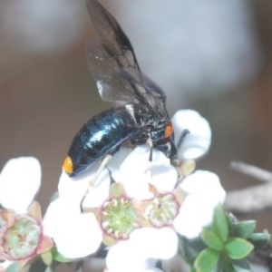 Pergidae sp. (family) at Holt, ACT - 21 Oct 2020