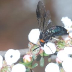 Pergidae sp. (family) at Holt, ACT - 21 Oct 2020