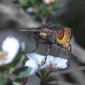 Calliphoridae (family) at Holt, ACT - 23 Oct 2020 06:11 PM