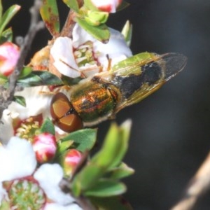 Odontomyia decipiens at O'Connor, ACT - 19 Oct 2020