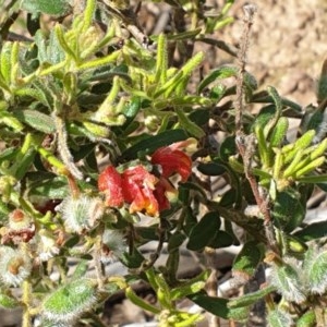 Grevillea alpina at Cook, ACT - 21 Oct 2020