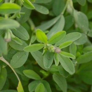 Trifolium arvense var. arvense at Jerrabomberra, NSW - 22 Sep 2020