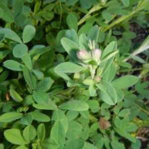 Trifolium arvense var. arvense at Jerrabomberra, NSW - 22 Sep 2020