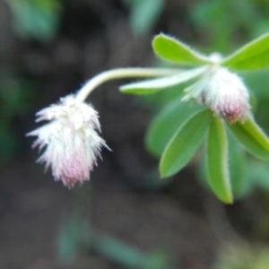 Trifolium arvense var. arvense at Jerrabomberra, NSW - 22 Sep 2020