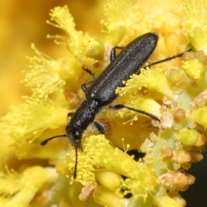 Eleale aspera at Acton, ACT - 20 Oct 2020 11:07 AM