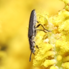 Eleale aspera at Acton, ACT - 20 Oct 2020 11:07 AM