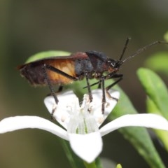 Oncopeltus (Oncopeltus) sordidus (Milk vine bug) at ANBG - 20 Oct 2020 by TimL