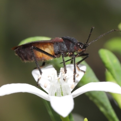 Oncopeltus (Oncopeltus) sordidus (Milk vine bug) at ANBG - 20 Oct 2020 by TimL