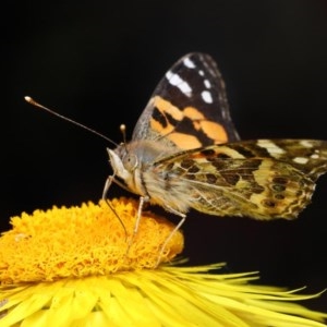 Vanessa kershawi at Acton, ACT - 20 Oct 2020 12:22 PM