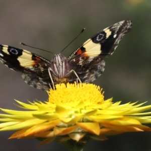 Vanessa itea at Acton, ACT - 23 Oct 2020