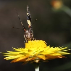 Vanessa itea at Acton, ACT - 23 Oct 2020