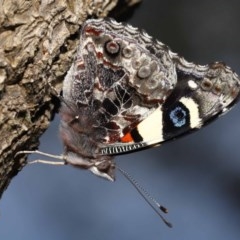 Vanessa itea (Yellow Admiral) at Acton, ACT - 23 Oct 2020 by TimL