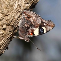 Vanessa itea at Acton, ACT - 23 Oct 2020 01:49 PM