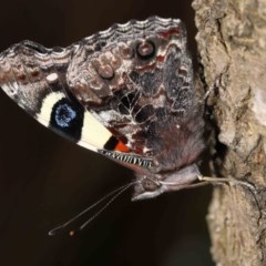 Vanessa itea at Acton, ACT - 23 Oct 2020 01:49 PM