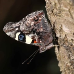 Vanessa itea at Acton, ACT - 23 Oct 2020 01:49 PM