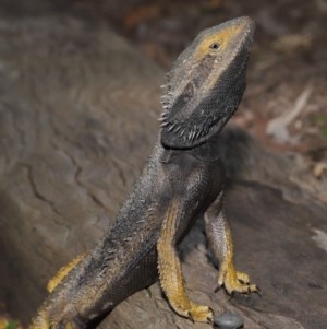 Pogona barbata at Downer, ACT - 23 Oct 2020