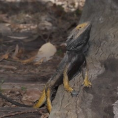 Pogona barbata at Downer, ACT - 23 Oct 2020