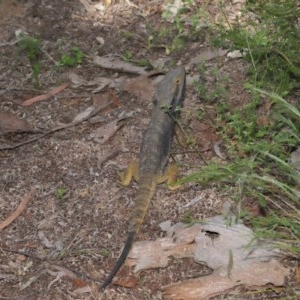 Pogona barbata at Downer, ACT - 23 Oct 2020