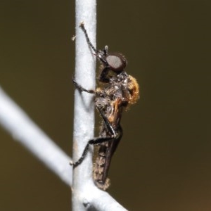 Bibionidae (family) at Acton, ACT - 20 Oct 2020