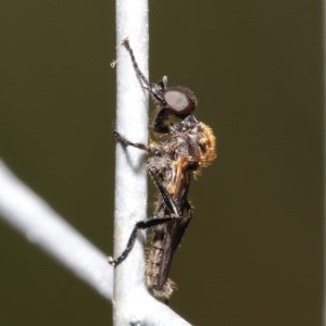 Bibionidae (family) at Acton, ACT - 20 Oct 2020